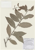 藏品(山桂花)的圖片